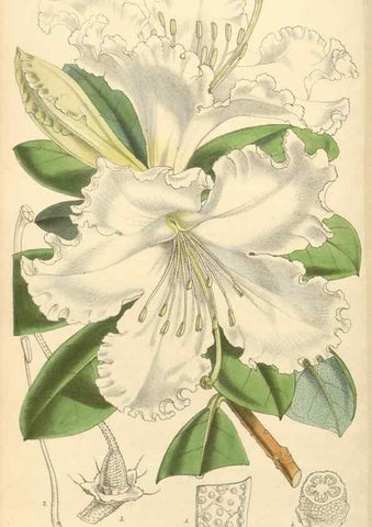 Reproducción/Reproduction 34885464630: Curtis's botanical magazine.. London ; New York [etc.] :Academic Press [etc.]