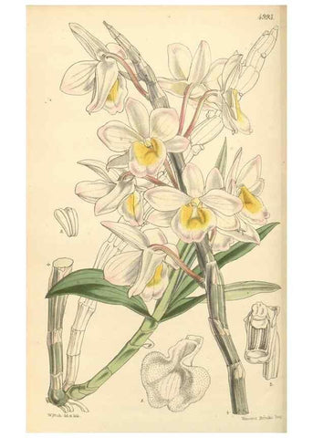 Reproducción/Reproduction 35106272532: Curtis's botanical magazine.. London ; New York [etc.] :Academic Press [etc.]