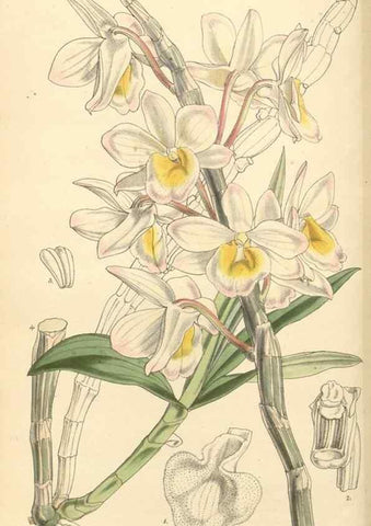 Reproducción/Reproduction 35106272532: Curtis's botanical magazine.. London ; New York [etc.] :Academic Press [etc.]