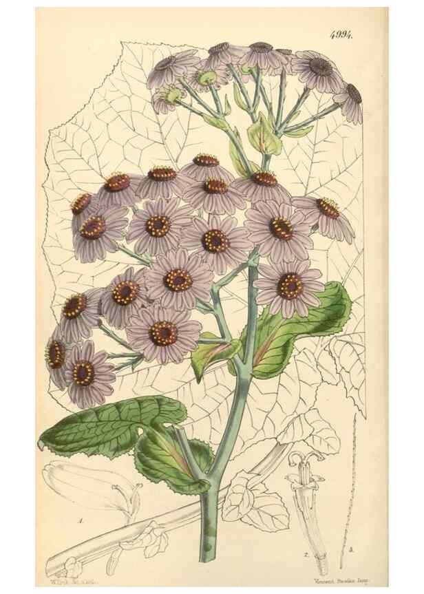 Reproducción/Reproduction 35106274132: Curtis's botanical magazine.. London ; New York [etc.] :Academic Press [etc.]