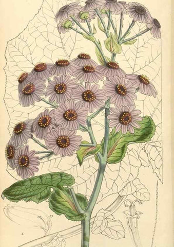 Reproducción/Reproduction 35106274132: Curtis's botanical magazine.. London ; New York [etc.] :Academic Press [etc.]