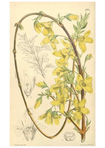 Reproducción/Reproduction 35232468656: Curtis's botanical magazine.. London ; New York [etc.] :Academic Press [etc.]