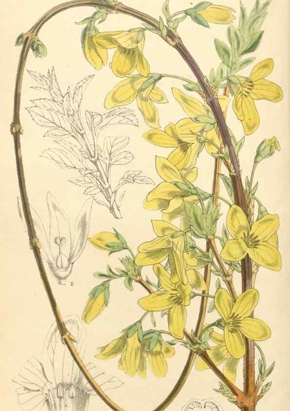 Reproducción/Reproduction 35232468656: Curtis's botanical magazine.. London ; New York [etc.] :Academic Press [etc.]