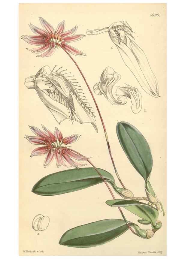 Reproducción/Reproduction 35142690101: Curtis's botanical magazine.. London ; New York [etc.] :Academic Press [etc.]