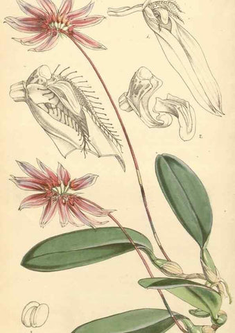 Reproducción/Reproduction 35142690101: Curtis's botanical magazine.. London ; New York [etc.] :Academic Press [etc.]