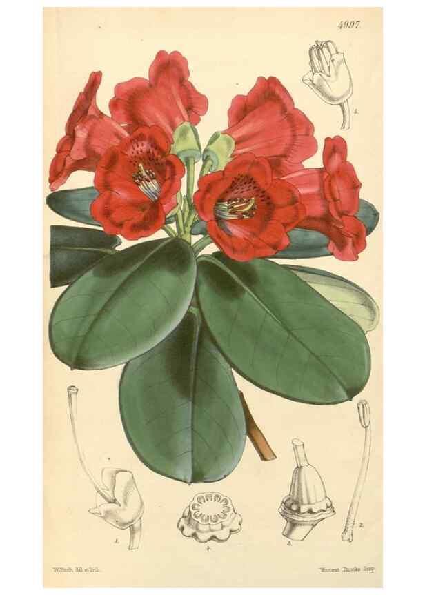 Reproducción/Reproduction 34428977564: Curtis's botanical magazine.. London ; New York [etc.] :Academic Press [etc.]