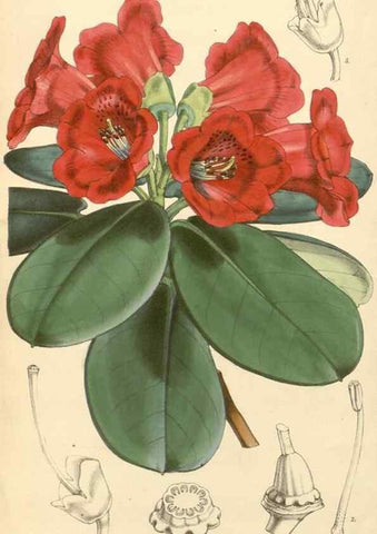 Reproducción/Reproduction 34428977564: Curtis's botanical magazine.. London ; New York [etc.] :Academic Press [etc.]