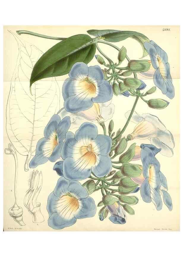 Reproducción/Reproduction 35232476176: Curtis's botanical magazine.. London ; New York [etc.] :Academic Press [etc.]