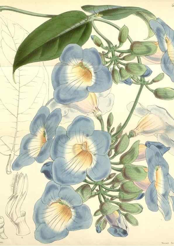 Reproducción/Reproduction 35232476176: Curtis's botanical magazine.. London ; New York [etc.] :Academic Press [etc.]