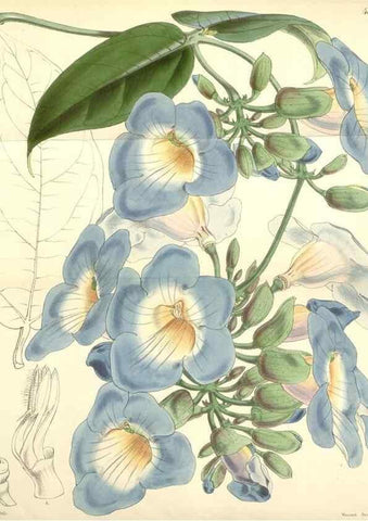 Reproducción/Reproduction 35232476176: Curtis's botanical magazine.. London ; New York [etc.] :Academic Press [etc.]