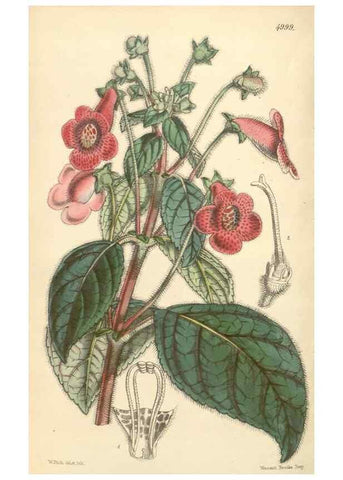Reproducción/Reproduction 34463206823: Curtis's botanical magazine.. London ; New York [etc.] :Academic Press [etc.]
