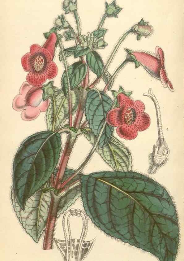 Reproducción/Reproduction 34463206823: Curtis's botanical magazine.. London ; New York [etc.] :Academic Press [etc.]