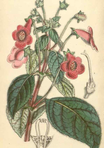 Reproducción/Reproduction 34463206823: Curtis's botanical magazine.. London ; New York [etc.] :Academic Press [etc.]