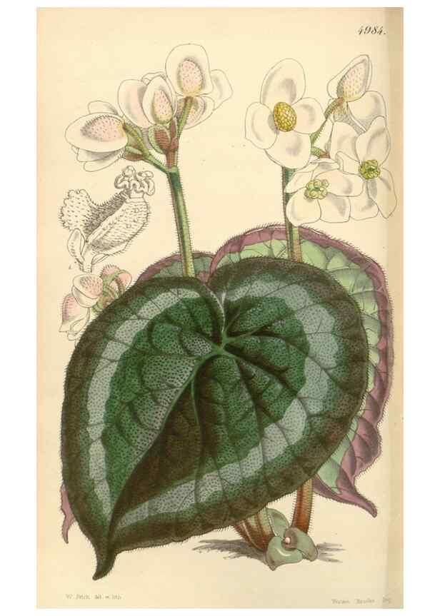 Reproducción/Reproduction 34428946334: Curtis's botanical magazine.. London ; New York [etc.] :Academic Press [etc.]