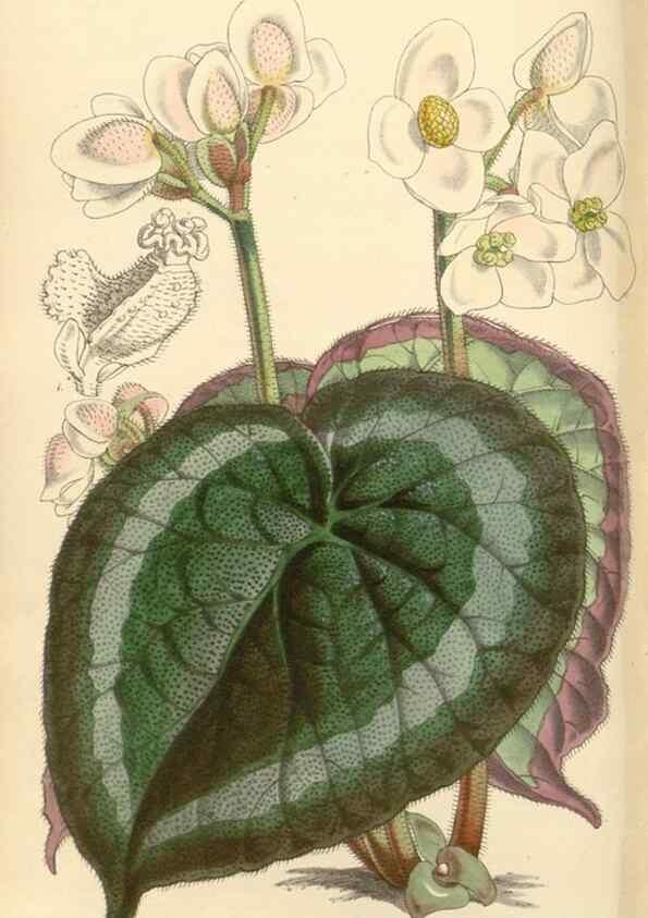 Reproducción/Reproduction 34428946334: Curtis's botanical magazine.. London ; New York [etc.] :Academic Press [etc.]