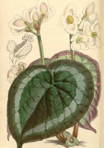 Reproducción/Reproduction 34428946334: Curtis's botanical magazine.. London ; New York [etc.] :Academic Press [etc.]
