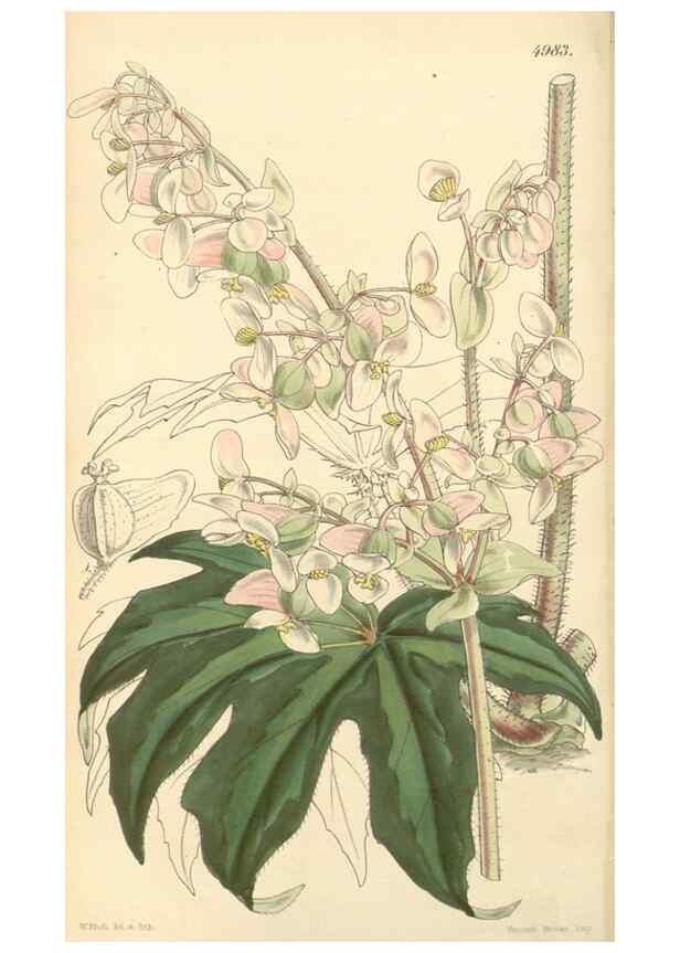 Reproducción/Reproduction 35232446936: Curtis's botanical magazine.. London ; New York [etc.] :Academic Press [etc.]