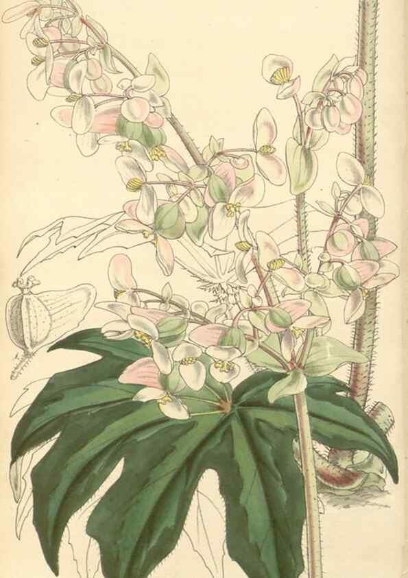 Reproducción/Reproduction 35232446936: Curtis's botanical magazine.. London ; New York [etc.] :Academic Press [etc.]