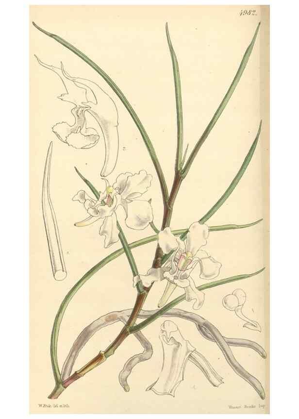 Reproducción/Reproduction 35142666521: Curtis's botanical magazine.. London ; New York [etc.] :Academic Press [etc.]