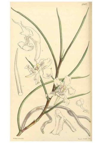 Reproducción/Reproduction 35142666521: Curtis's botanical magazine.. London ; New York [etc.] :Academic Press [etc.]