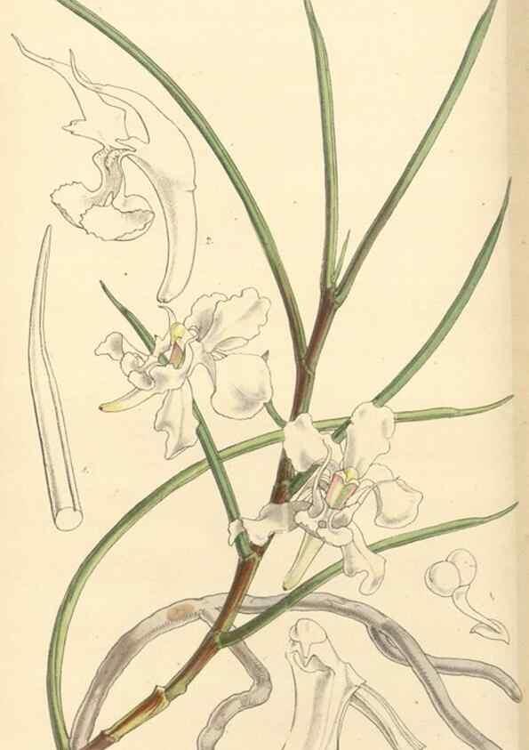 Reproducción/Reproduction 35142666521: Curtis's botanical magazine.. London ; New York [etc.] :Academic Press [etc.]