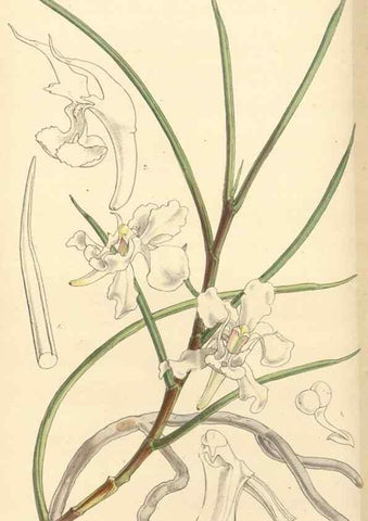 Reproducción/Reproduction 35142666521: Curtis's botanical magazine.. London ; New York [etc.] :Academic Press [etc.]