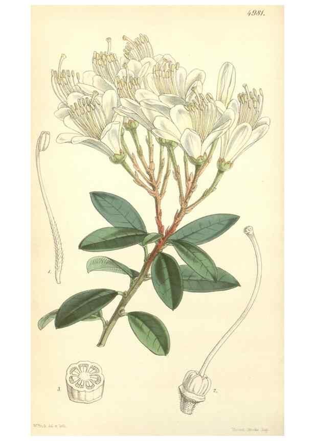 Reproducción/Reproduction 35106248202: Curtis's botanical magazine.. London ; New York [etc.] :Academic Press [etc.]