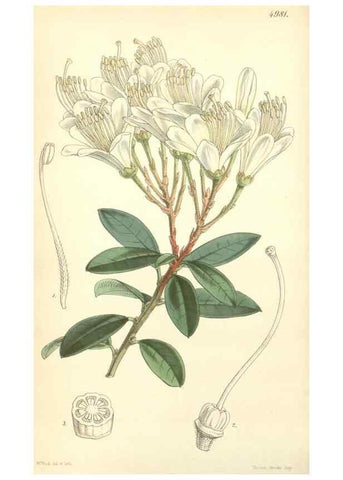 Reproducción/Reproduction 35106248202: Curtis's botanical magazine.. London ; New York [etc.] :Academic Press [etc.]