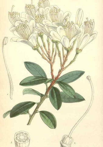 Reproducción/Reproduction 35106248202: Curtis's botanical magazine.. London ; New York [etc.] :Academic Press [etc.]