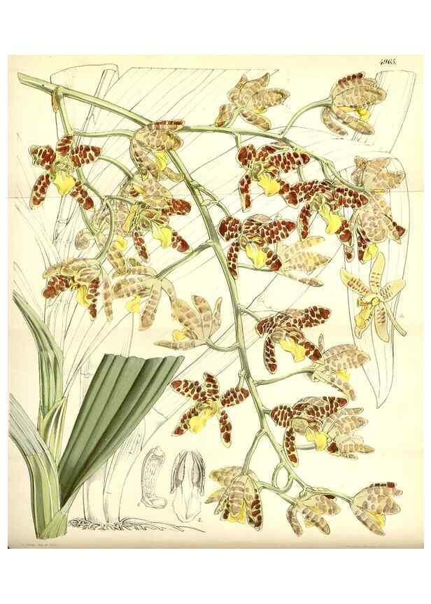 Reproducción/Reproduction 35106212282: Curtis's botanical magazine.. London ; New York [etc.] :Academic Press [etc.]