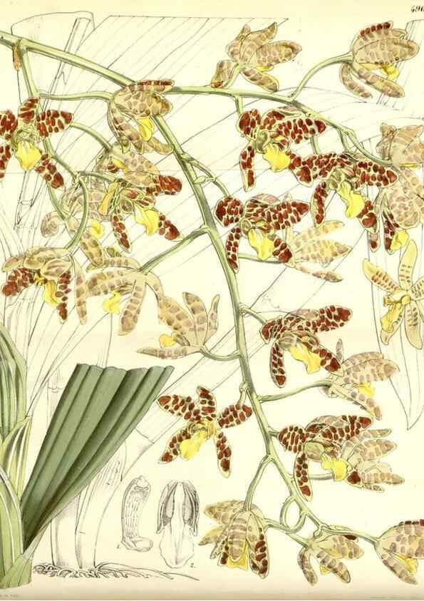 Reproducción/Reproduction 35106212282: Curtis's botanical magazine.. London ; New York [etc.] :Academic Press [etc.]