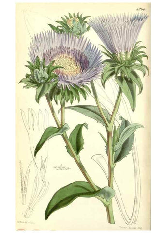 Reproducción/Reproduction 34463157093: Curtis's botanical magazine.. London ; New York [etc.] :Academic Press [etc.]