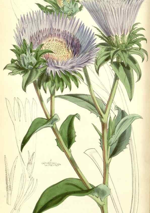 Reproducción/Reproduction 34463157093: Curtis's botanical magazine.. London ; New York [etc.] :Academic Press [etc.]