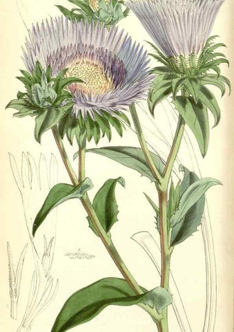 Reproducción/Reproduction 34463157093: Curtis's botanical magazine.. London ; New York [etc.] :Academic Press [etc.]