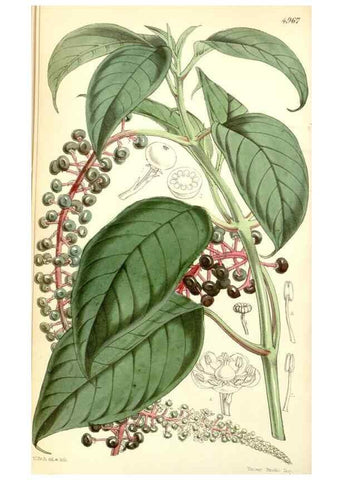 Reproducción/Reproduction 34463158863: Curtis's botanical magazine.. London ; New York [etc.] :Academic Press [etc.]
