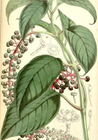 Reproducción/Reproduction 34463158863: Curtis's botanical magazine.. London ; New York [etc.] :Academic Press [etc.]