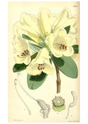 Reproducción/Reproduction 34463160073: Curtis's botanical magazine.. London ; New York [etc.] :Academic Press [etc.]