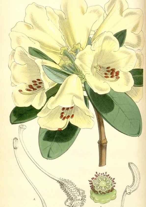 Reproducción/Reproduction 34463160073: Curtis's botanical magazine.. London ; New York [etc.] :Academic Press [etc.]
