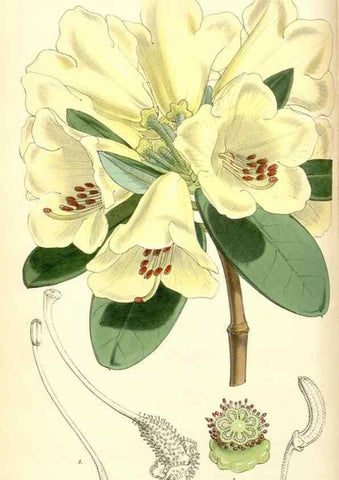 Reproducción/Reproduction 34463160073: Curtis's botanical magazine.. London ; New York [etc.] :Academic Press [etc.]