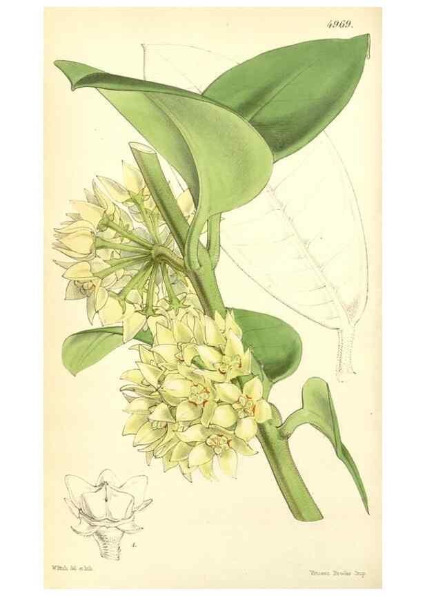 Reproducción/Reproduction 35272905755: Curtis's botanical magazine.. London ; New York [etc.] :Academic Press [etc.]