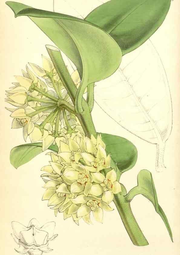 Reproducción/Reproduction 35272905755: Curtis's botanical magazine.. London ; New York [etc.] :Academic Press [etc.]