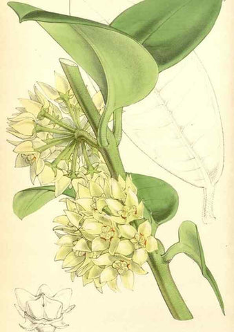 Reproducción/Reproduction 35272905755: Curtis's botanical magazine.. London ; New York [etc.] :Academic Press [etc.]