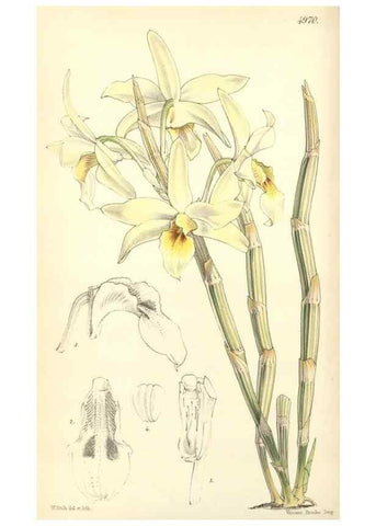 Reproducción/Reproduction 34885431030: Curtis's botanical magazine.. London ; New York [etc.] :Academic Press [etc.]