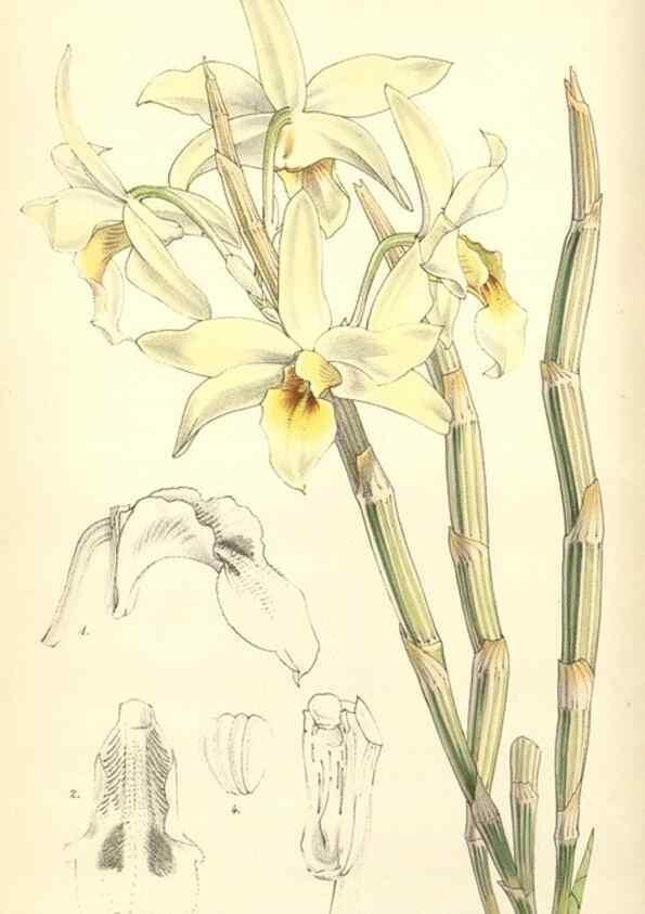 Reproducción/Reproduction 34885431030: Curtis's botanical magazine.. London ; New York [etc.] :Academic Press [etc.]