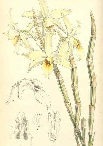 Reproducción/Reproduction 34885431030: Curtis's botanical magazine.. London ; New York [etc.] :Academic Press [etc.]