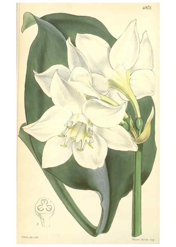 Reproducción/Reproduction 35106224432: Curtis's botanical magazine.. London ; New York [etc.] :Academic Press [etc.]