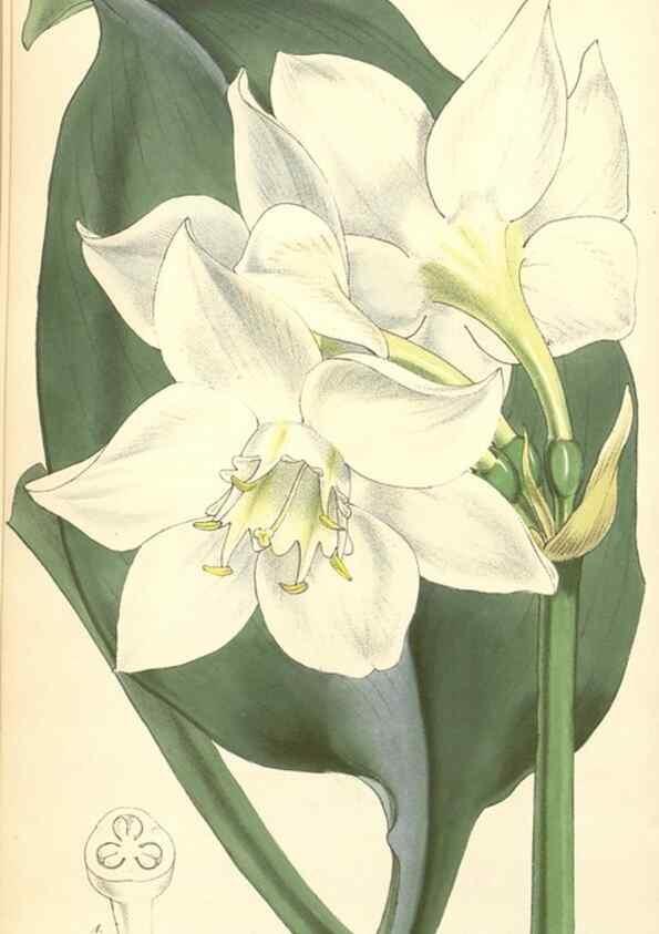 Reproducción/Reproduction 35106224432: Curtis's botanical magazine.. London ; New York [etc.] :Academic Press [etc.]