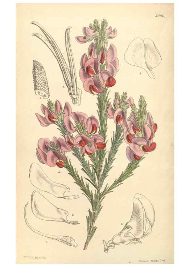 Reproducción/Reproduction 35106283882: Curtis's botanical magazine.. London ; New York [etc.] :Academic Press [etc.]