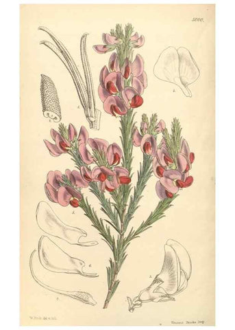 Reproducción/Reproduction 35106283882: Curtis's botanical magazine.. London ; New York [etc.] :Academic Press [etc.]