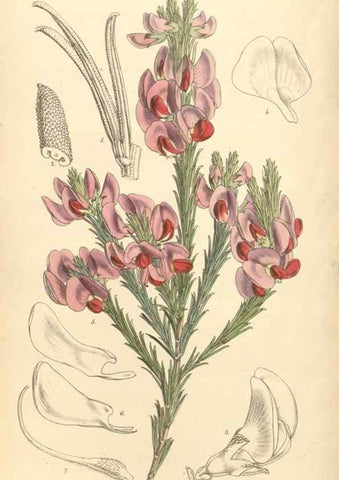 Reproducción/Reproduction 35106283882: Curtis's botanical magazine.. London ; New York [etc.] :Academic Press [etc.]